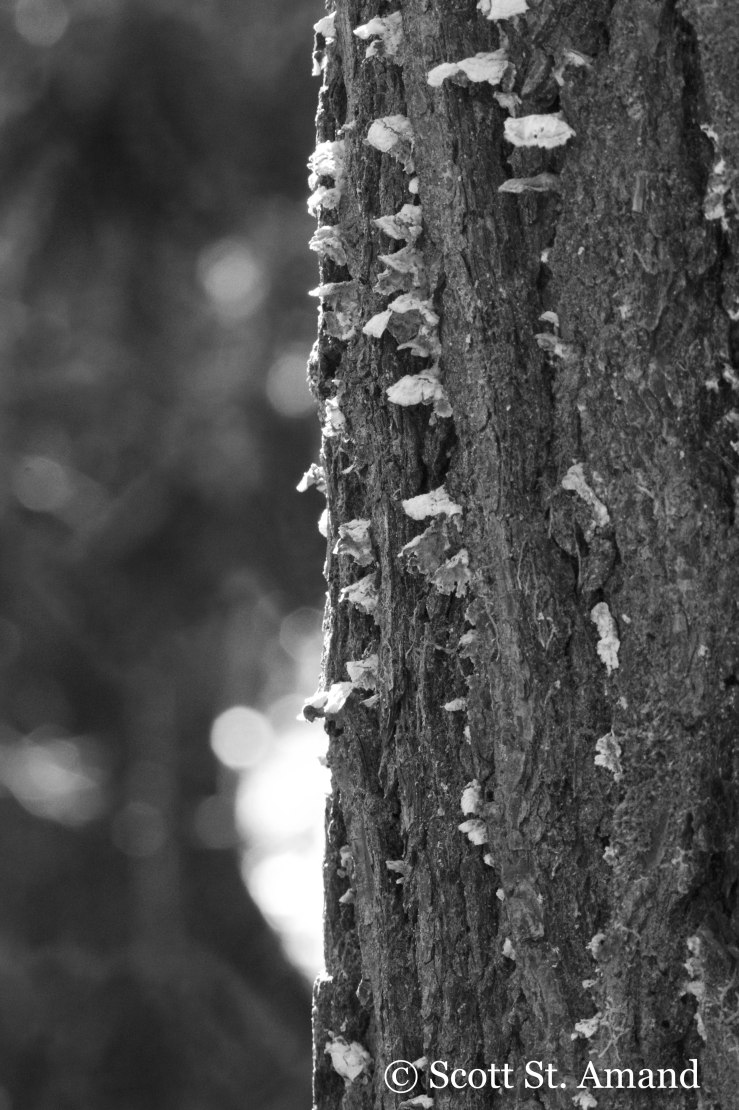 SSA Photography (109 of 400)