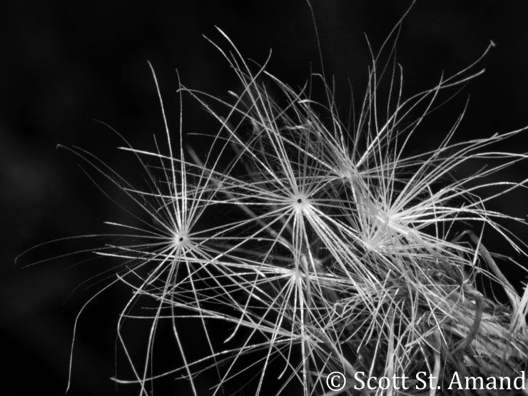SSA Photography (126 of 400)