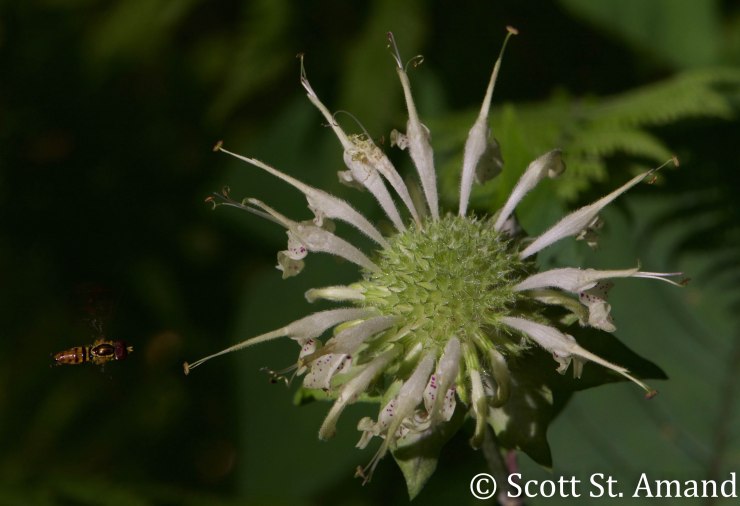 SSA Photography (164 of 400)