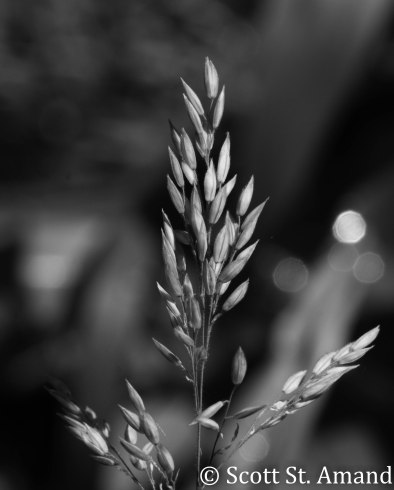 SSA Photography (165 of 400)