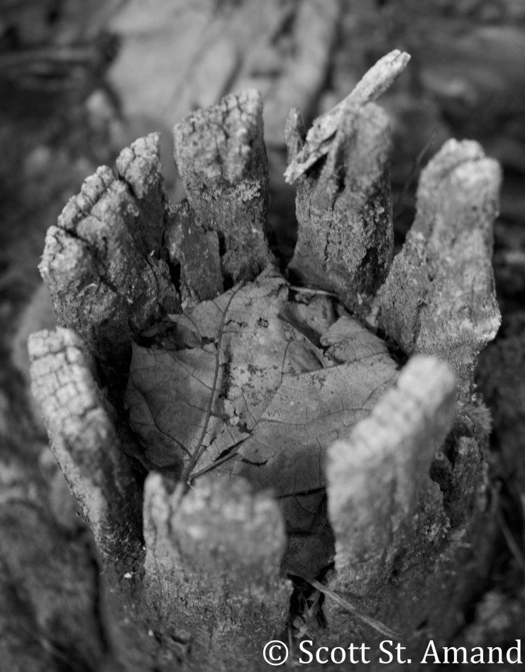 SSA Photography (166 of 400)