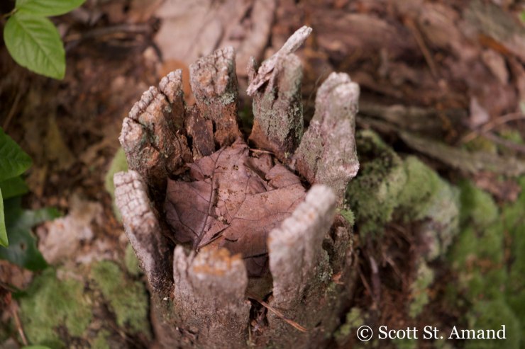 SSA Photography (167 of 400)
