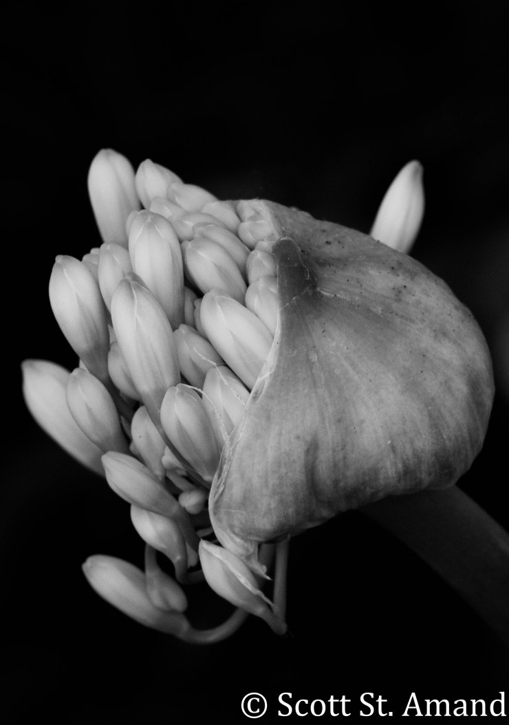 SSA Photography (169 of 400)