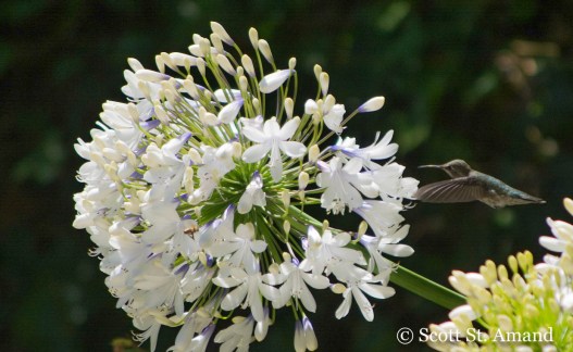 SSA Photography (213 of 400)