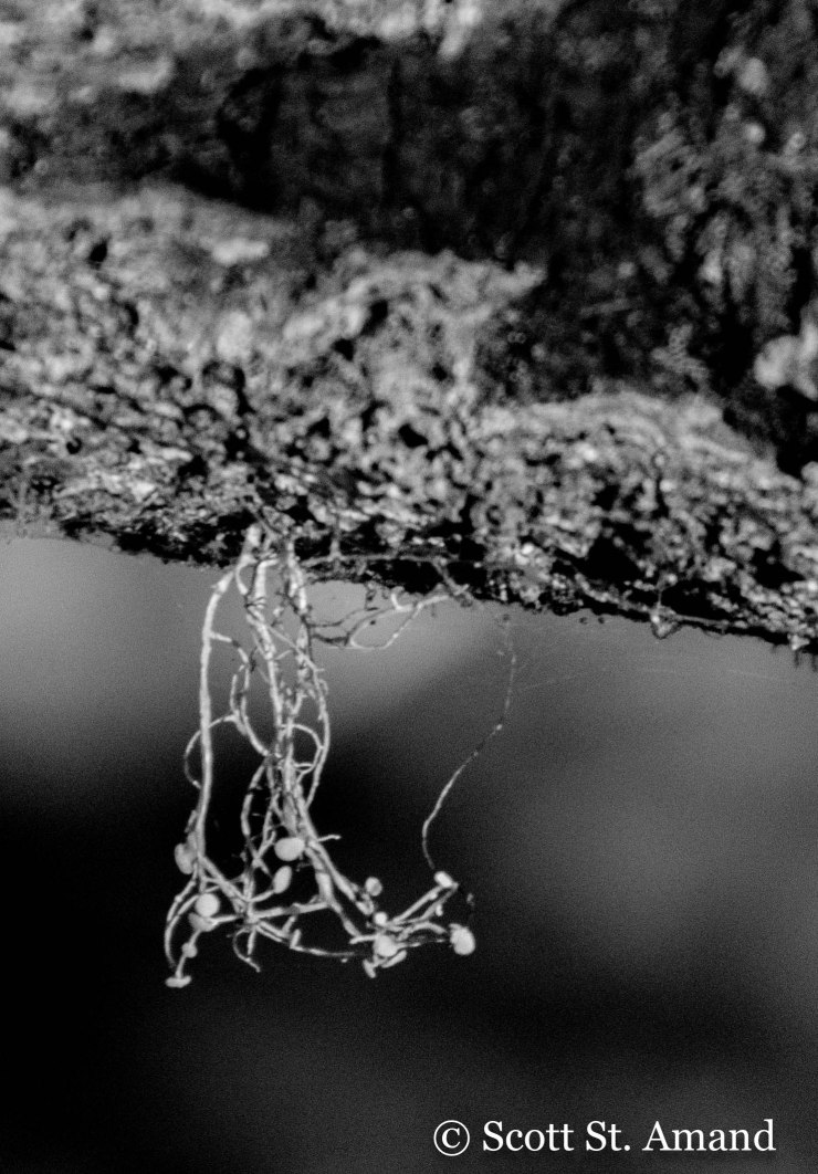 ChristmasEveNoWatermark-9